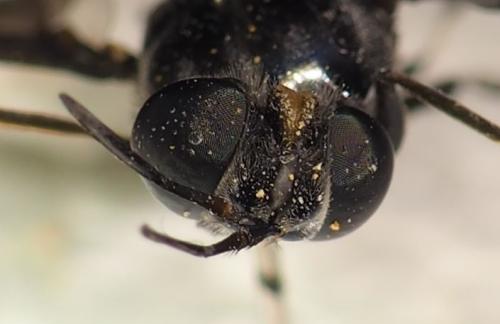 Hermetia illucens